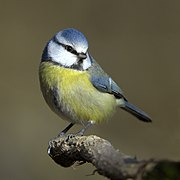 Küçük gri, mavi ve sarı-yeşil bir kuşun fotoğrafı.