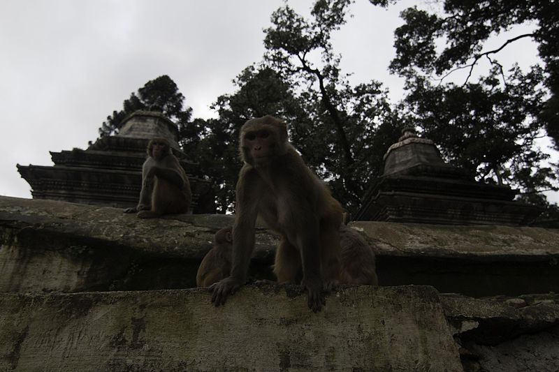 File:Pashupati Temple-IMG 0039.jpg