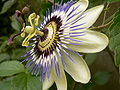Il particolarissimo fiore della passiflora (qui P.coerulea) ricorda la corona di spine e i chiodi usati per la crocifissione