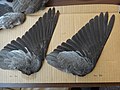 Patagioenas fasciata wing specimens.jpg