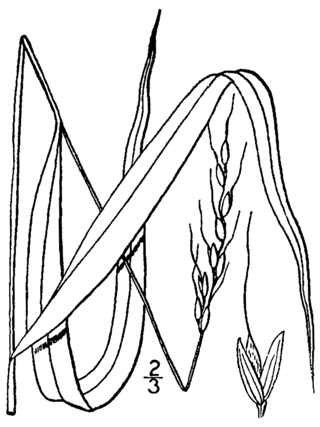 <i>Patis</i> (plant) Genus of grasses