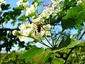 * Nomination Bee and flower today. --Pokrajac 16:10, 20 April 2007 (UTC) * Decline Interesting photo, but neither bee nor flowers in sharp focus (f2.8 too small, try larger f-stop). Over-exposed petals resulting in loss of detail. --Tony Wills 08:46, 22 April 2007 (UTC)