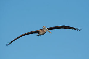 Young brown pelican in flight