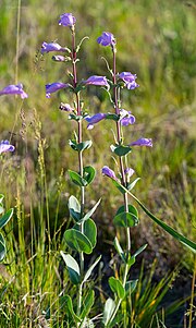 Thumbnail for Penstemon grandiflorus