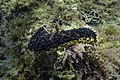 * Nomination Black sea cucumber (Holothuria forskali), Arrábida National Park, Portugal --Poco a poco 06:48, 1 September 2021 (UTC) * Promotion  Support Good quality. --King of Hearts 08:06, 1 September 2021 (UTC)