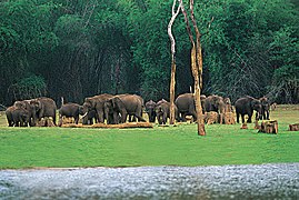 Elephants at Thekkady