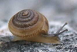 Edentiella edentula