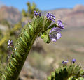 Blue Diamond Hill, NV