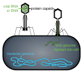bacteriophage infecting bacteria