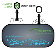 Some bacteriophages inject their genomes into bacterial cells (not to scale) Phage injecting its genome into bacteria.svg