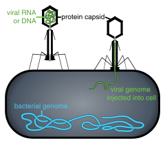Phage injecting its genome into a bacterium. Viral replication and bacterial cell lysis will ensue. Phage injecting its genome into bacteria.svg