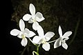 Phalaenopsis equestris white colour