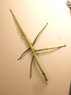 <span class="mw-page-title-main">Pharnaciini</span> Tribe of stick insects