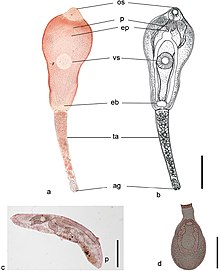 Philophthalmus gralli