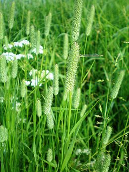 Pašarinis motiejukas (Phleum pratense)