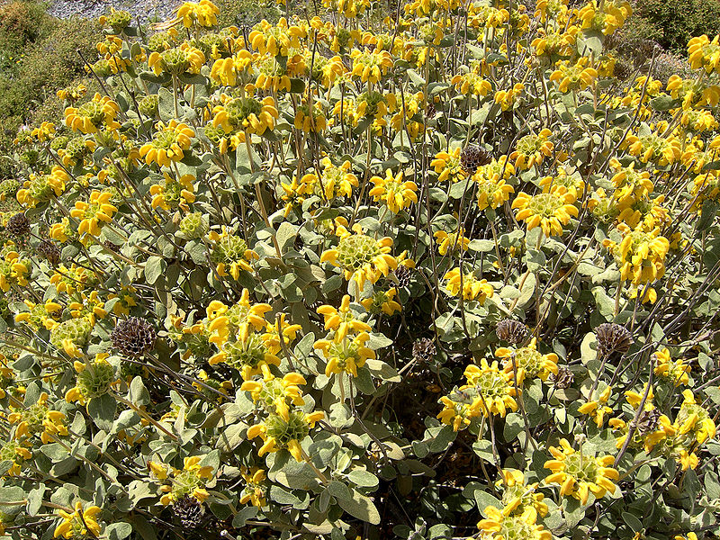 File:Phlomis fruticosa 1.jpg