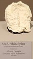 Phyllacanthus mortoni spine, Tellus Science Museum.jpg