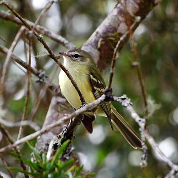 File:Phyllomyias virescens - Greenish Tyrannulet.JPG