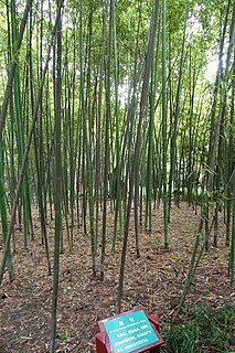 <i>Phyllostachys fimbriligula</i>