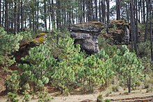 Montezuma-Kiefer (Pinus montezumae)