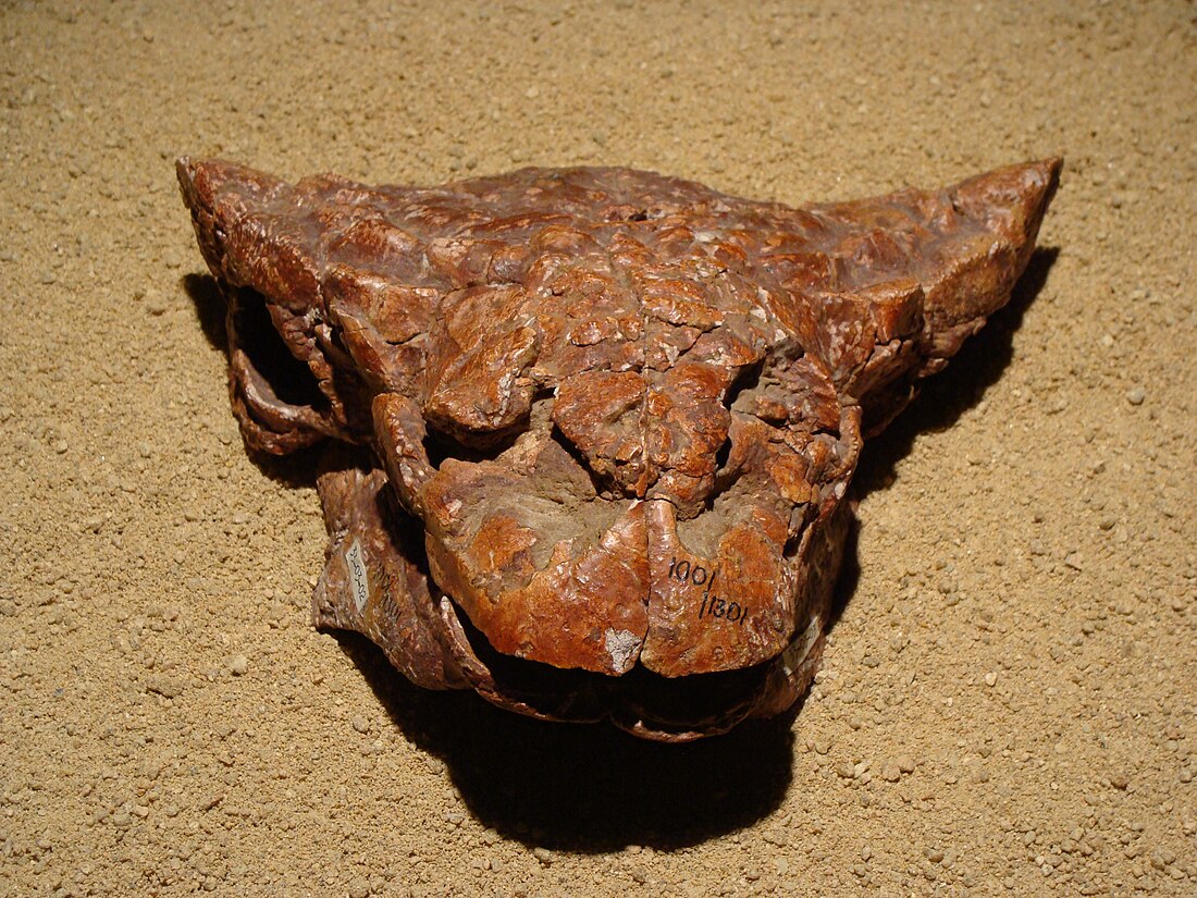 Pinacosaurus grangeri