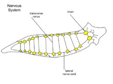 forma de platyhelminthes planaria)