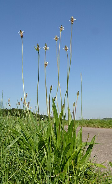 Plantaginàcies