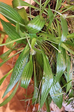 Plantago leiopetale foliage. 
 Image by Omar Hoftun. 
 JPG