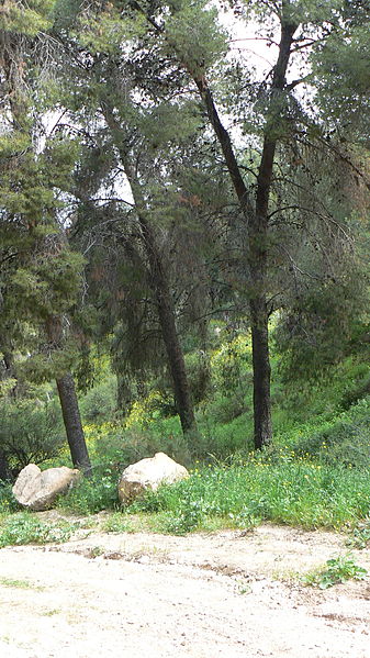 File:Planted pine trees (441081382).jpg