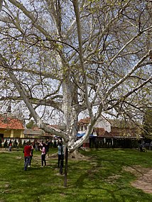 Сремски Карловци: Етимологија, Историја, Знаменитости