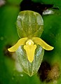 Pleurothallis baudoensis