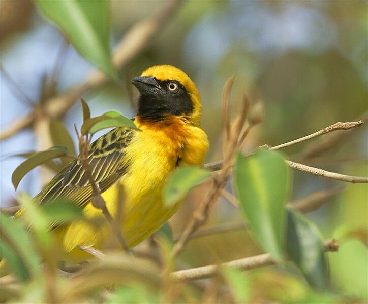 File:Ploceus spekei -Rift Valley, Kenya -male-8.jpg