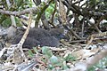 Christmas Shearwater chick