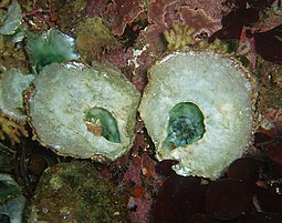 Two living Pododesmus macrochisma or Alaska jingles Pododesmus cepio.jpg