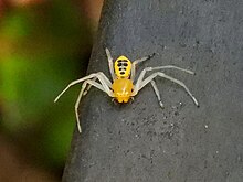 Poecilothomisus speciosus 0513.jpg