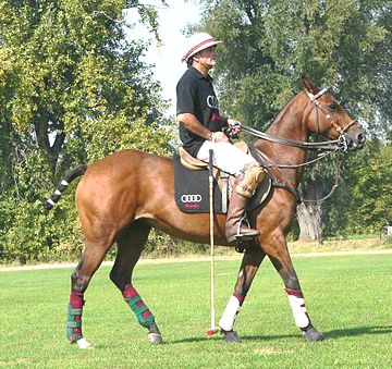 Polo pony