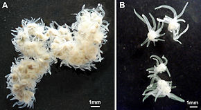 A kép leírása Polypodium hydriforme.jpg.