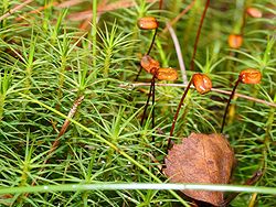 Tufo de Polytrichum commune.