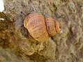 Pomatias elegans, landslakkensoort; kalkig operculum met multispirale opbouw (hier slechts gedeeltelijk zichtbaar)