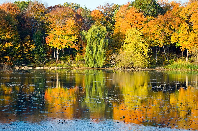 File:Pond at south end of Rouge 2.jpg