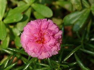 Moss-rose Purslane or Moss-rose (Portulaca grandiflora)