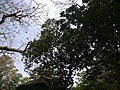 houppier de Posoqueria longiflora