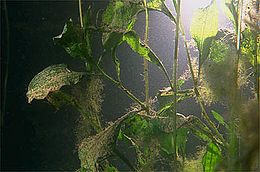 Waterplant Wikiwand