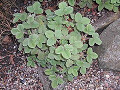 Potentilla micrantha 2017-09-26 4838.jpg