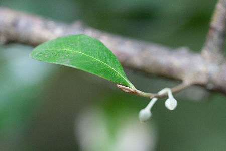 Planchonella howeana