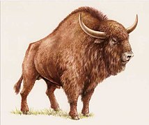 Bisonte das estepas (Bison priscus)