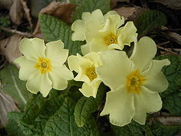 Paprastoji raktažolė (Primula vulgaris)