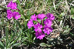 Primula pedemontana SOPHY. 
 JPG