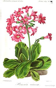 Primula