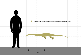 Protanystropheus